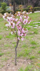 Obraz premium tree of gentle pink cherry blossoms