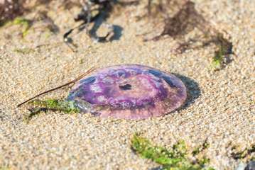 Purple jellyfish on the sand

