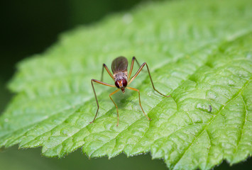 Fliege, Insekt auf einem Blatt, Natur