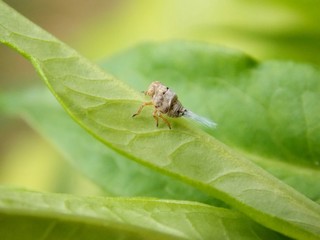 little bug on the list