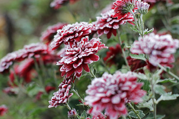Chrysanthemums in the snow. Chrysanthemums. Red chrysanthemums under snow. First snow. Autumn and snow