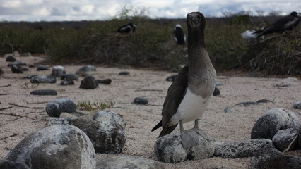 Blaufu&szlig;t&ouml;lpel
