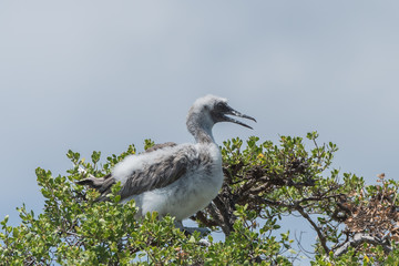 Red-footed Booby, baby, beautiful exotic bird in an atoll in French Polynesia 
