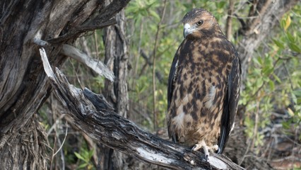 Galapagos Adler