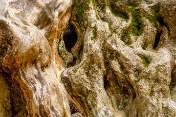 Bark of tree