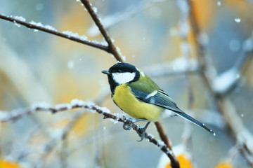 Obraz premium beautiful bird sitting in the late autumn in the Park on a branch of a birch in the snow