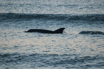 Obraz premium The fin of a Common Bottlenose Dolphin, Tursiops truncatus, breaks the surface in the surf of Wrightsville Beach, North Carolina.