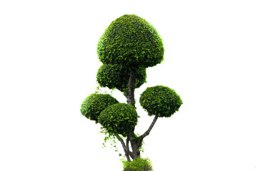 beautiful  isolated tree for edit design