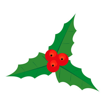 Christmas holly on white background 