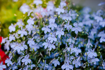 Small blue flowers on big flowerbed at summer garden.