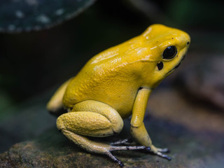 Pfeilgiftfrosch