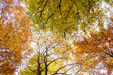 Beautiful autumn forest 16