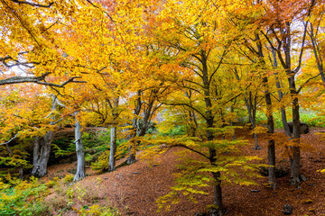 Beautiful autumn forest 9