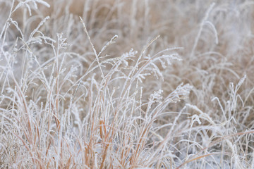 First Snow in the Field 