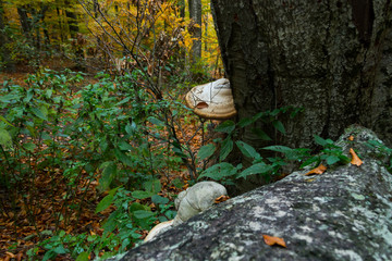Beautiful autumn forest 2