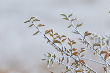 First autumn snow 