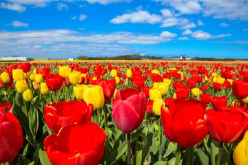 Crédence de cuisine en verre imprimé Tulipe Colorful field of tulips flowers. Spring in the Netherlands.