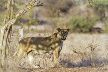 African lion in Kruger National park, South Africa