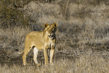 African lion in Kruger National park, South Africa