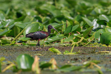 glossy Ibis (plegadis falcinellus)