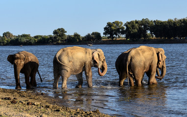 Fototapeta premium Bathing elephants