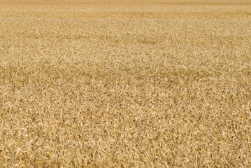 Fototapeta premium background of golden wheat field