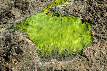 Sea rock surface with wet green filamentous  chlorophyta algae closeup as natural background