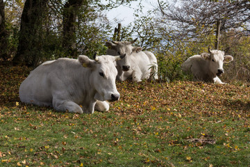 White Marchigiana Cows group