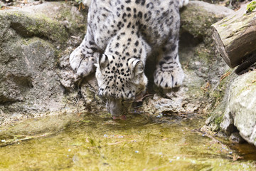 The snow leopard or ounce (Panthera uncia) drinks water in the well