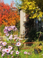 Fototapeta na wymiar kwiaty w ogrodzie
