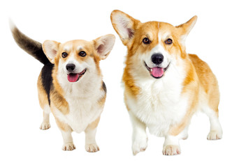 dog welsh corgi pembroke