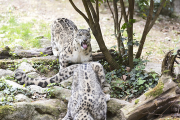 Pair of The snow leopard or ounce (Panthera uncia) 
