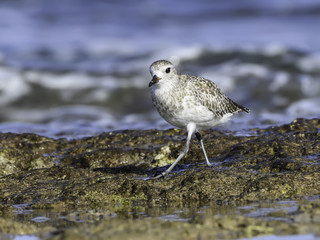 Grey Plover  Foraging on Sea Shore