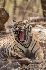 Tigress From Ranthambore National Park, India