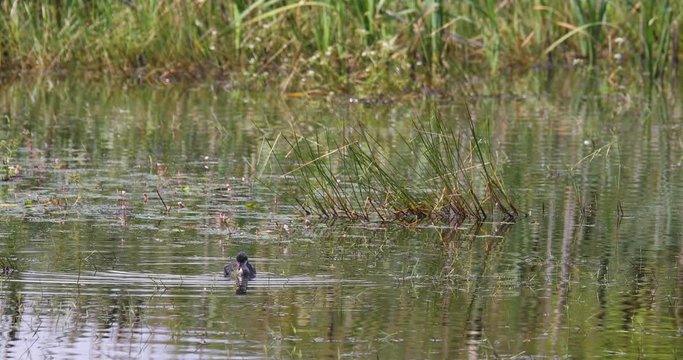 Bird Eurasian coot (Fulica atra), crake bird family, the Rallidae. Duck feeding in small pond on green reeds. Czech Wildlife. Close up