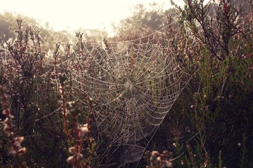 Spinnennetz im Morgentau