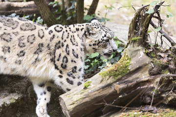 Obraz premium The snow leopard or ounce (Panthera uncia)