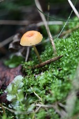 mushroom