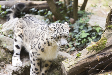 The snow leopard or ounce (Panthera uncia)