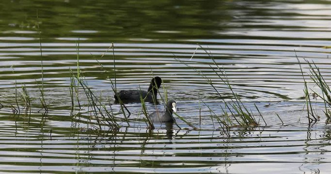 Bird Eurasian coot (Fulica atra), crake bird family, the Rallidae. Duck feeding in small pond on green reeds. Czech Wildlife. Close up