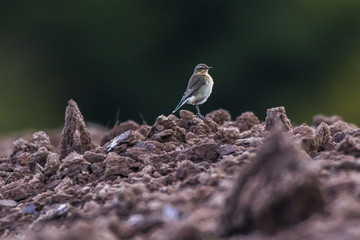 Steinschmätzer (Oenanthe oenanthe)