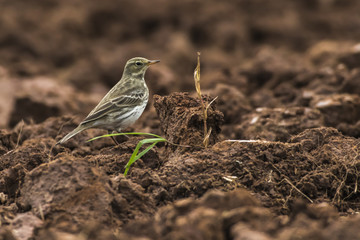 Wiesenpieper (Anthus pratensis)