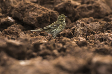 Wiesenpieper (Anthus pratensis)
