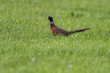Fasan (Fasanius colchicus)