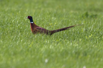 Fasan (Fasanius colchicus)