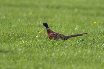 Fasan (Fasanius colchicus)