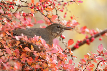 Дрозд черный в барбарисе.