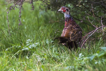 Fasan (Fasanius colchicus)
