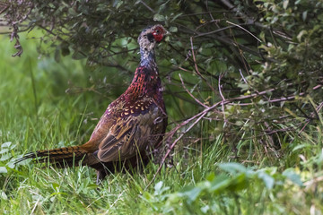Fasan (Fasanius colchicus)