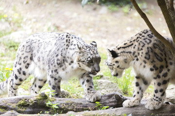 Pair of The snow leopards or ounce (Panthera uncia) 